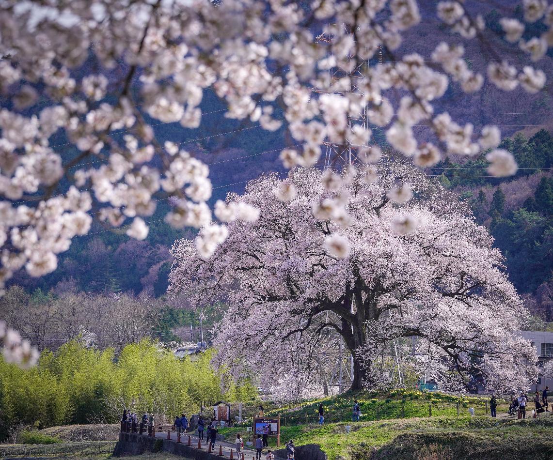 わに塚のサクラ