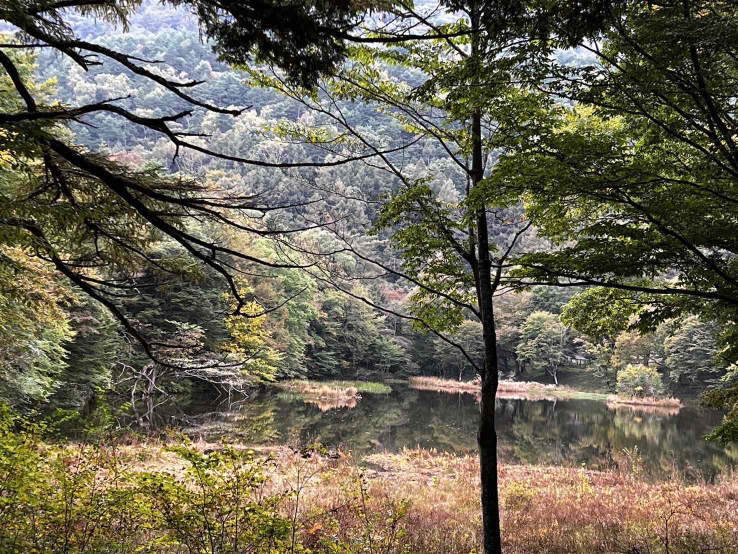 241019甘利山紅葉