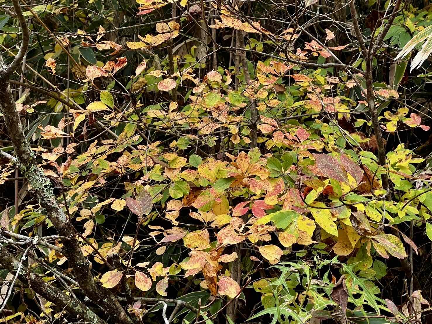 241029さわら池紅葉