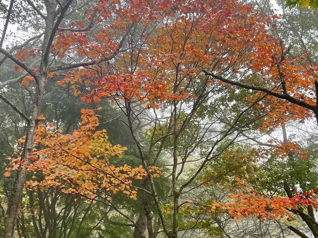 241029さわら池紅葉